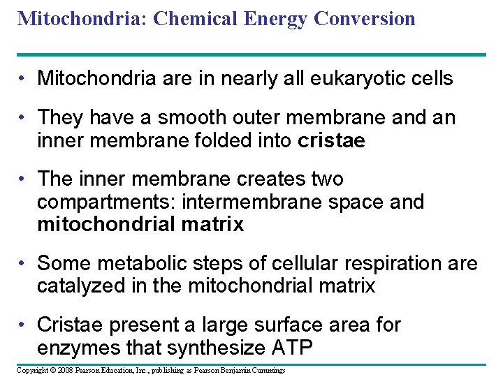 Mitochondria: Chemical Energy Conversion • Mitochondria are in nearly all eukaryotic cells • They