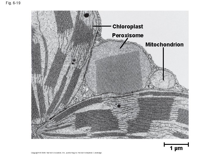 Fig. 6 -19 Chloroplast Peroxisome Mitochondrion 1 µm 