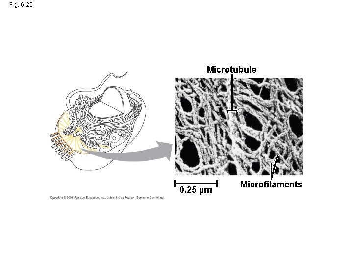 Fig. 6 -20 Microtubule 0. 25 µm Microfilaments 