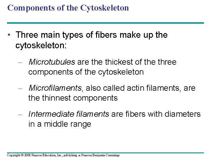 Components of the Cytoskeleton • Three main types of fibers make up the cytoskeleton: