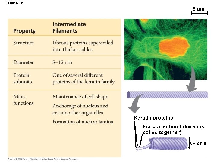 Table 6 -1 c 5 µm Keratin proteins Fibrous subunit (keratins coiled together) 8–