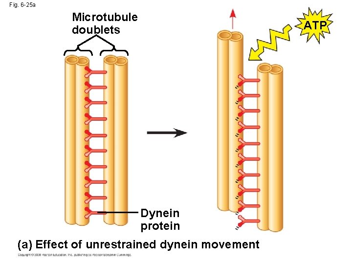 Fig. 6 -25 a Microtubule doublets ATP Dynein protein (a) Effect of unrestrained dynein