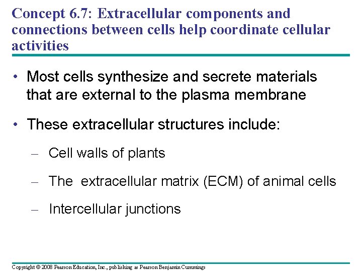 Concept 6. 7: Extracellular components and connections between cells help coordinate cellular activities •