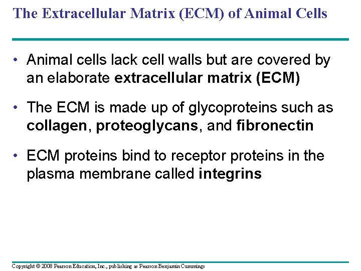 The Extracellular Matrix (ECM) of Animal Cells • Animal cells lack cell walls but
