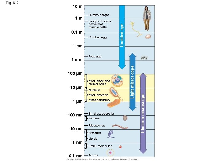 10 m Human height Length of some nerve and muscle cells 0. 1 m