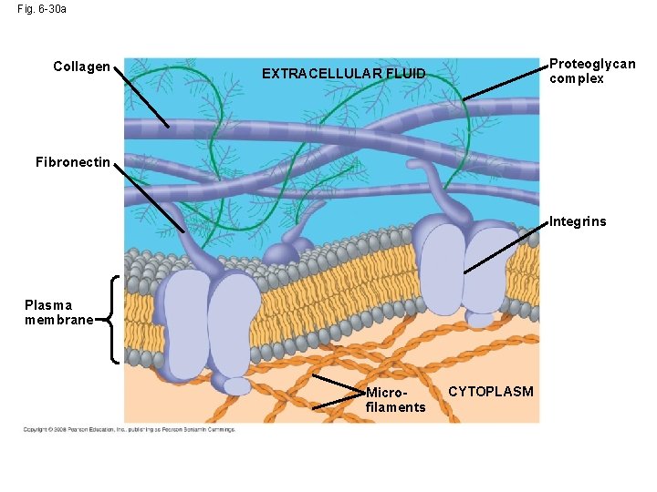Fig. 6 -30 a Collagen Proteoglycan complex EXTRACELLULAR FLUID Fibronectin Integrins Plasma membrane Microfilaments