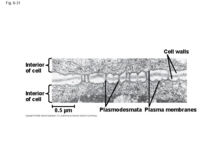 Fig. 6 -31 Cell walls Interior of cell 0. 5 µm Plasmodesmata Plasma membranes