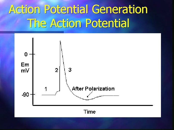 Action Potential Generation The Action Potential 
