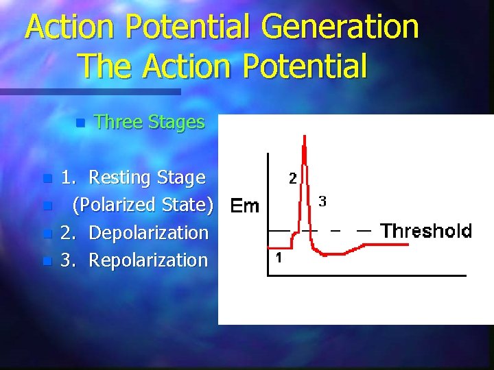Action Potential Generation The Action Potential n n n Three Stages 1. Resting Stage