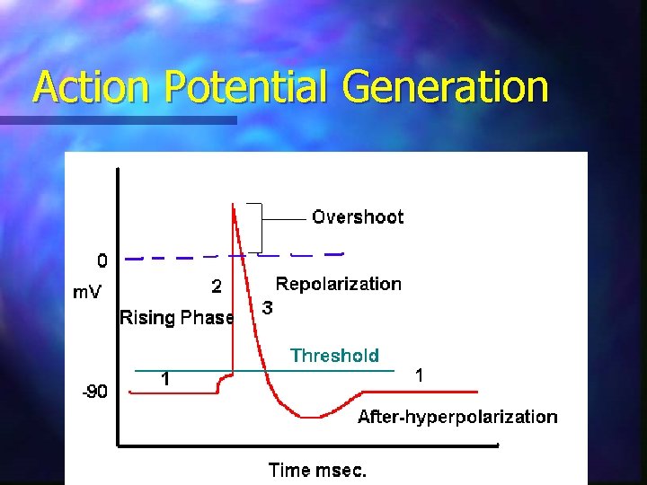 Action Potential Generation 