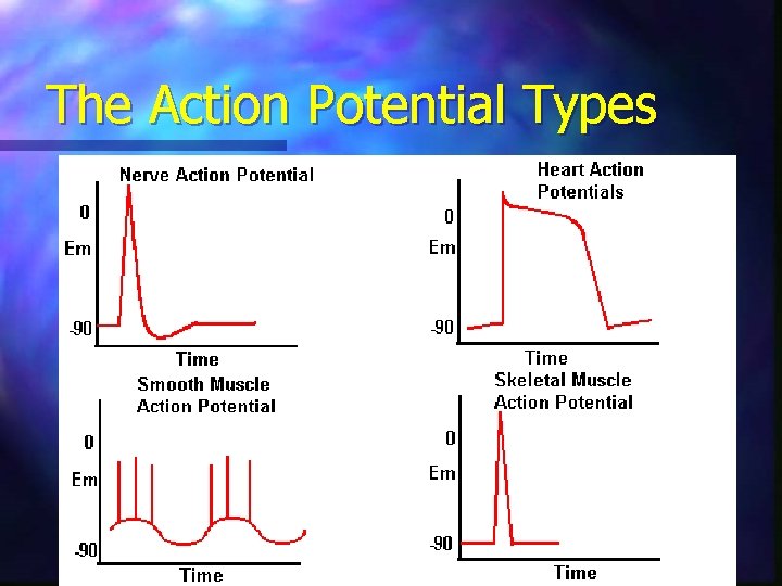 The Action Potential Types 