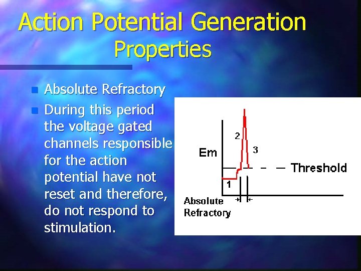 Action Potential Generation Properties n n Absolute Refractory During this period the voltage gated