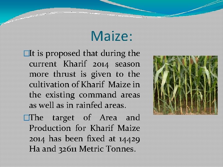 Maize: �It is proposed that during the current Kharif 2014 season more thrust is