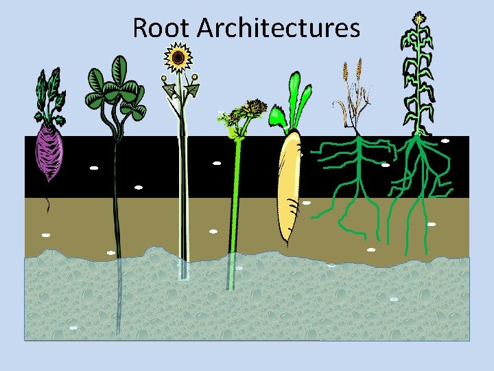Soil Water Management Through Cropping Systems Chris Augustin
