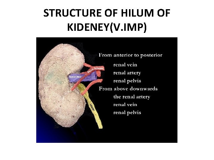 STRUCTURE OF HILUM OF KIDENEY(V. IMP) 