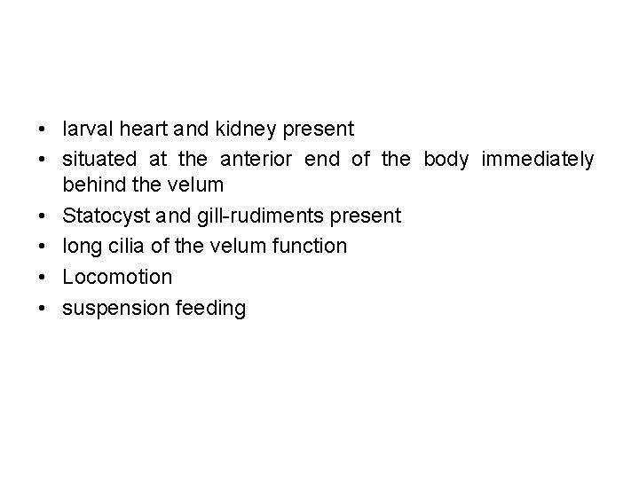  • larval heart and kidney present • situated at the anterior end of