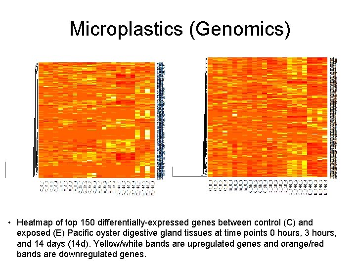 Microplastics (Genomics) • Heatmap of top 150 differentially-expressed genes between control (C) and exposed
