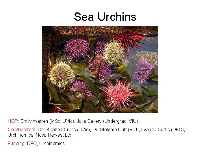 Sea Urchins HQP: Emily Warren (MSc, UVic), Julia Savery (Undergrad, VIU) Collaborators: Dr. Stephen