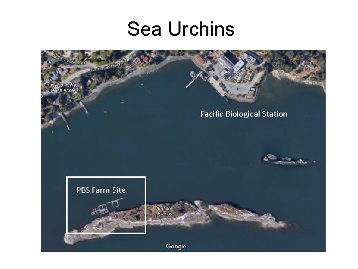 Sea Urchins Pacific Biological Station PBS Farm Site 