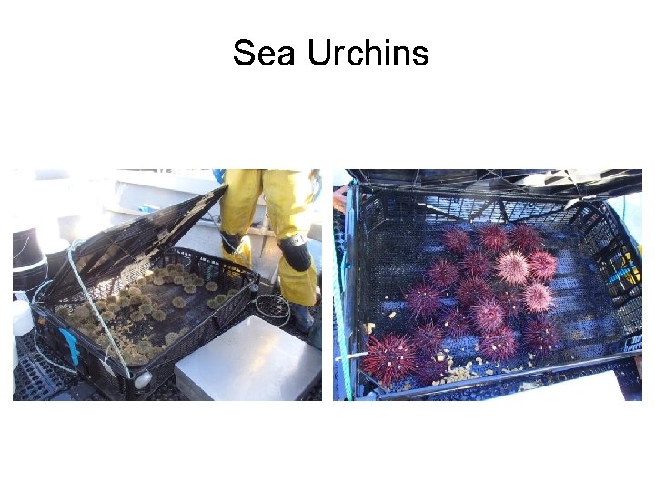 Sea Urchins Pacific Biological Station PBS Farm Site 