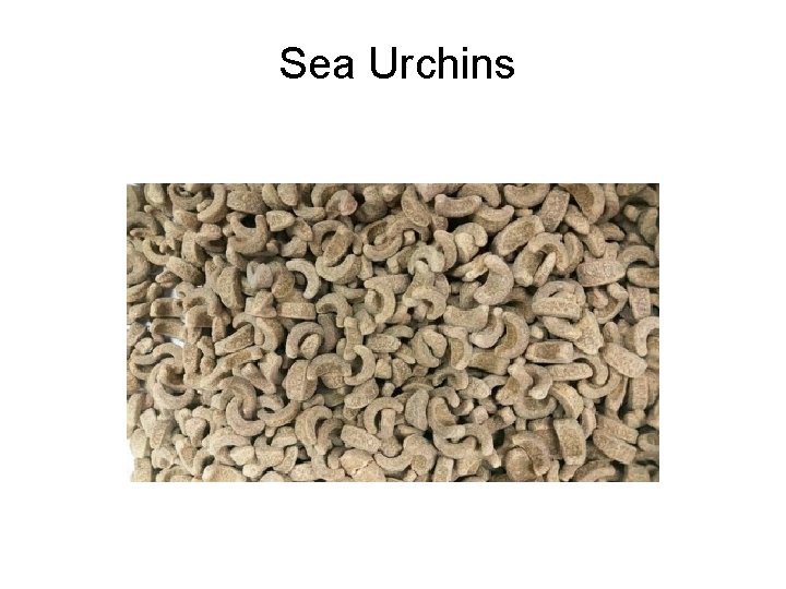 Sea Urchins Pacific Biological Station 