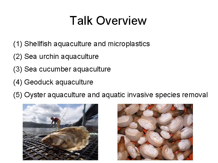 Talk Overview (1) Shellfish aquaculture and microplastics (2) Sea urchin aquaculture (3) Sea cucumber