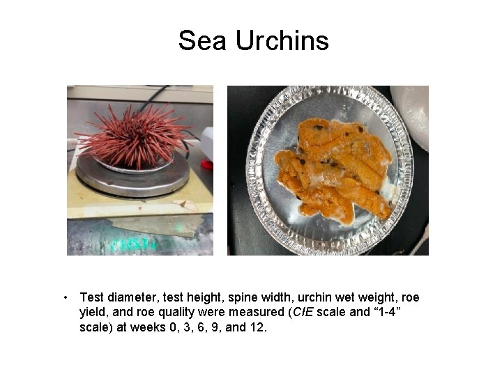 Sea Urchins Pacific Biological Station PBS Farm Site • Test diameter, test height, spine