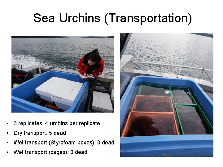 Sea Urchins (Transportation) Pacific Biological Station PBS Farm Site • 3 replicates, 4 urchins