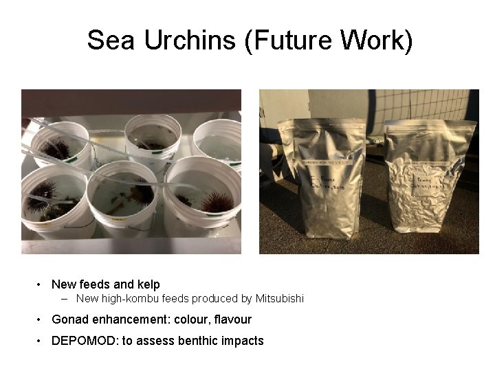Sea Urchins (Future Work) Pacific Biological Station PBS Farm Site • New feeds and