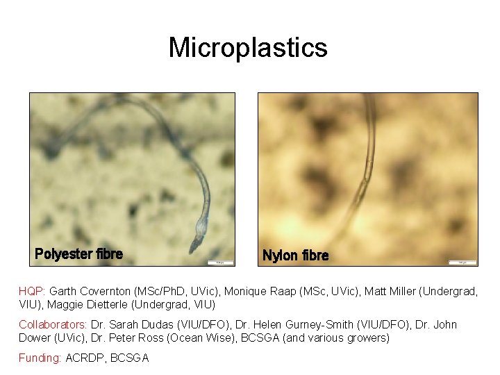 Microplastics Polyester fibre Nylon fibre HQP: Garth Covernton (MSc/Ph. D, UVic), Monique Raap (MSc,