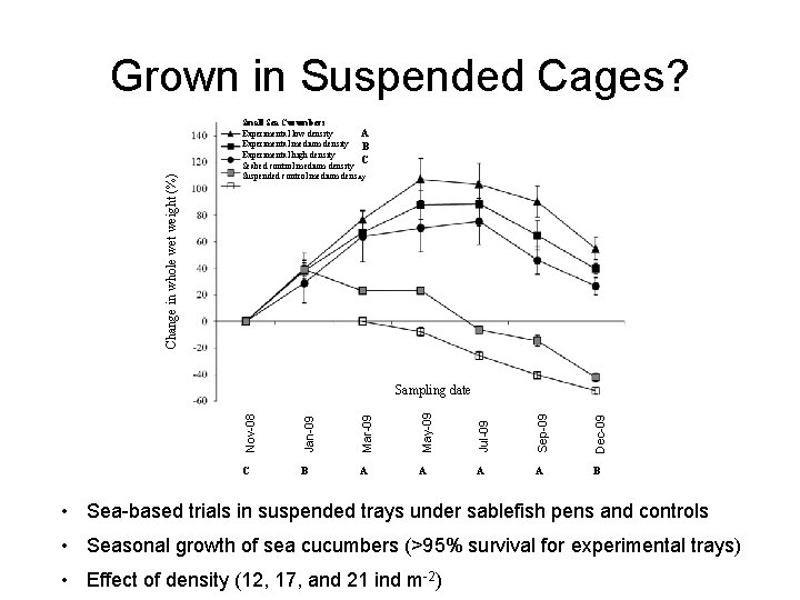 Change in whole wet weight (%) Grown in Suspended Cages? Small Sea Cucumbers Experimental