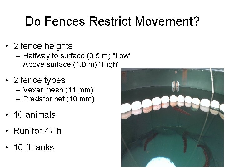 Do Fences Restrict Movement? • 2 fence heights – Halfway to surface (0. 5