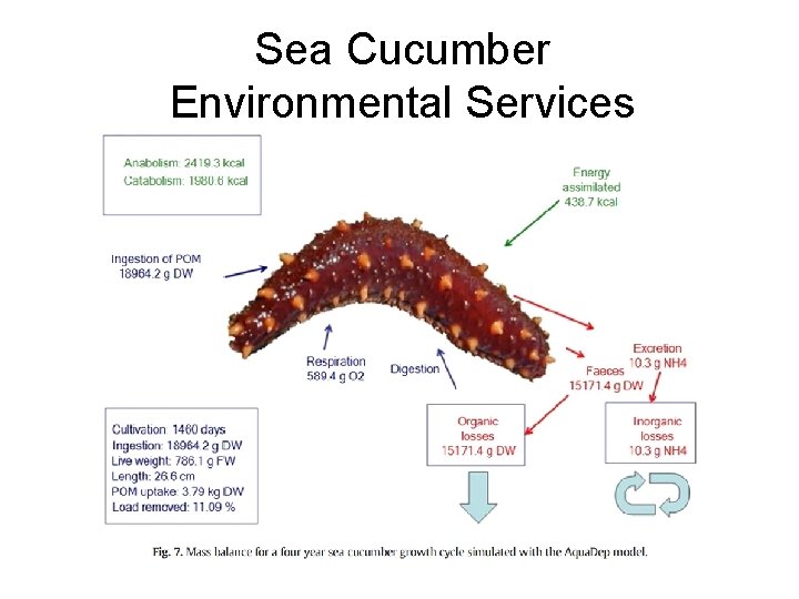 Sea Cucumber Environmental Services 