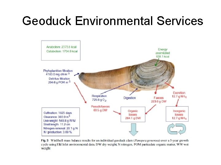 Geoduck Environmental Services 