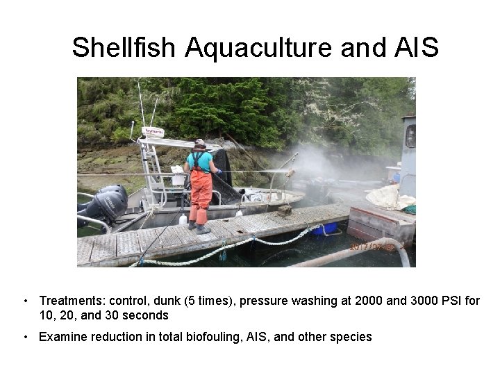 Shellfish Aquaculture and AIS • Treatments: control, dunk (5 times), pressure washing at 2000