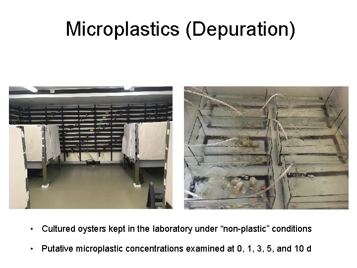 Microplastics (Depuration) • Cultured oysters kept in the laboratory under “non-plastic” conditions • Putative