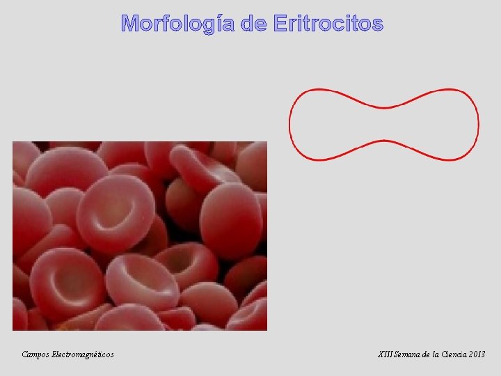 Morfología de Eritrocitos Campos Electromagnéticos XIII Semana de la Ciencia 2013 