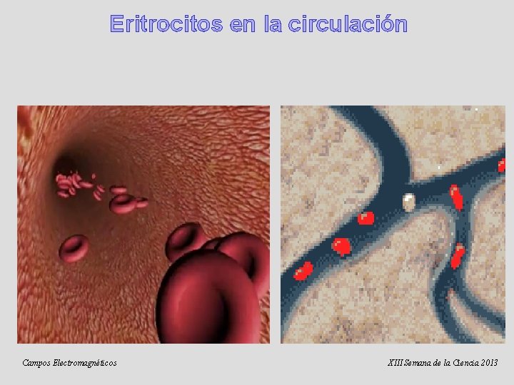 Eritrocitos en la circulación Campos Electromagnéticos XIII Semana de la Ciencia 2013 