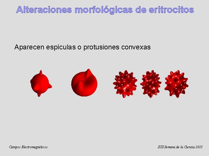 Alteraciones morfológicas de eritrocitos Aparecen espículas o protusiones convexas Campos Electromagnéticos XIII Semana de