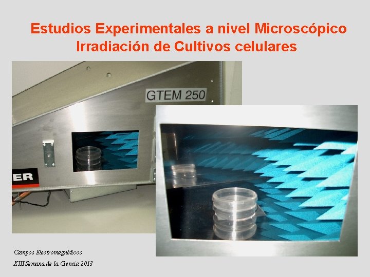 Estudios Experimentales a nivel Microscópico Irradiación de Cultivos celulares Campos Electromagnéticos XIII Semana de