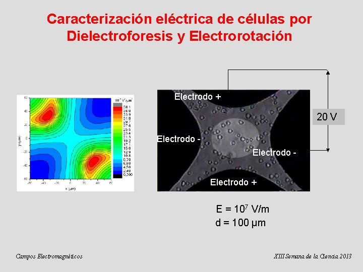 Caracterización eléctrica de células por Dielectroforesis y Electrorotación Electrodo + 20 V Electrodo +