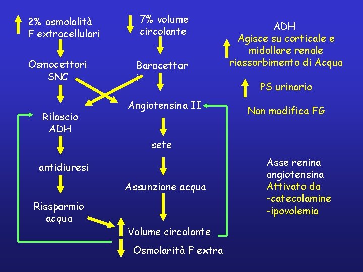2% osmolalità F extracellulari Osmocettori SNC Rilascio ADH 7% volume circolante Barocettor i Angiotensina