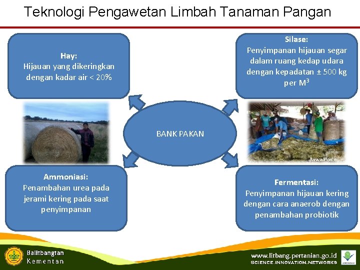 Teknologi Pengawetan Limbah Tanaman Pangan Silase: Penyimpanan hijauan segar dalam ruang kedap udara dengan