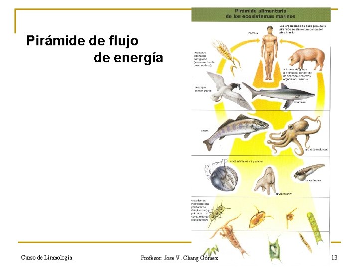 Pirámide de flujo de energía Curso de Limnologia Profesor: Jose V. Chang Gómez 13