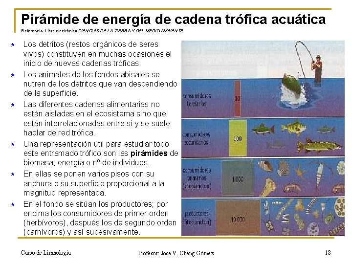 Pirámide de energía de cadena trófica acuática Referencia: Libro electrónico CIENCIAS DE LA TIERRA