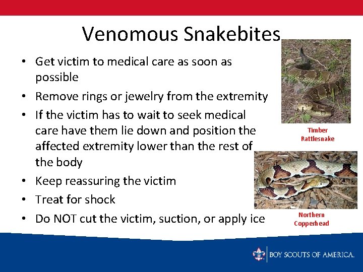 Venomous Snakebites • Get victim to medical care as soon as possible • Remove