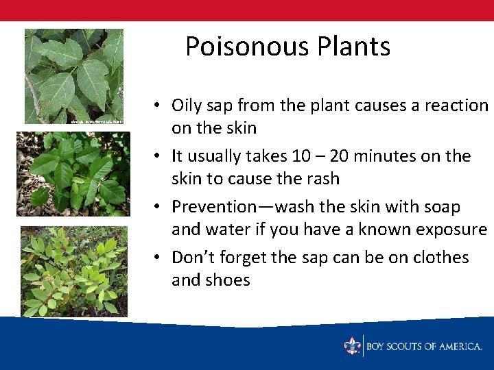 Poisonous Plants • Oily sap from the plant causes a reaction on the skin