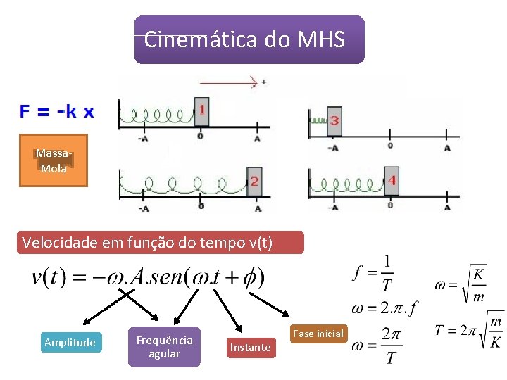 Cinemática do MHS Massa. Mola Velocidade em função do tempo v(t) Amplitude Frequência agular Cinemática do MHS Massa. Mola Velocidade em função do tempo v(t) Amplitude Frequência agular