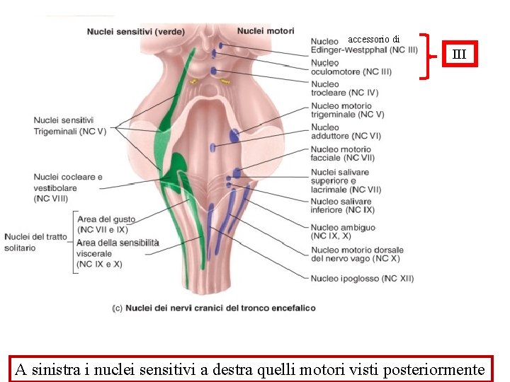accessorio di III A sinistra i nuclei sensitivi a destra quelli motori visti posteriormente