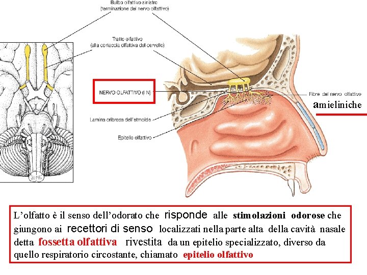 amieliniche L’olfatto è il senso dell’odorato che risponde alle stimolazioni odorose che giungono ai